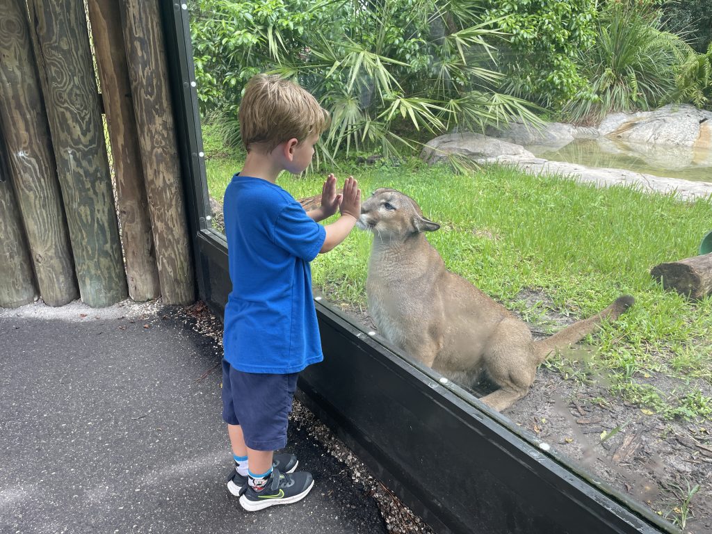 Child holding hands up to glass at Naples Zoo. Behind the glass is Athena the panther. 